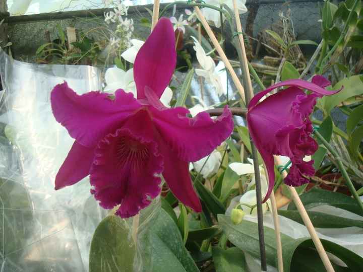 Cattleya
