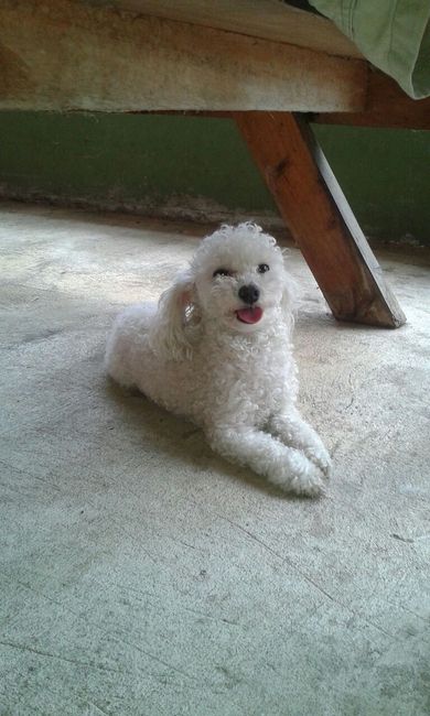 Presenten mascotas.... - 1