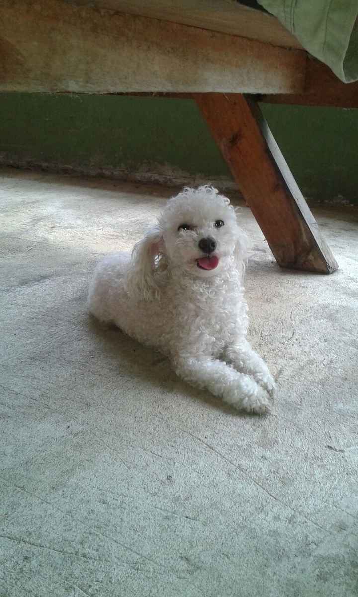 Presenten mascotas.... - 1