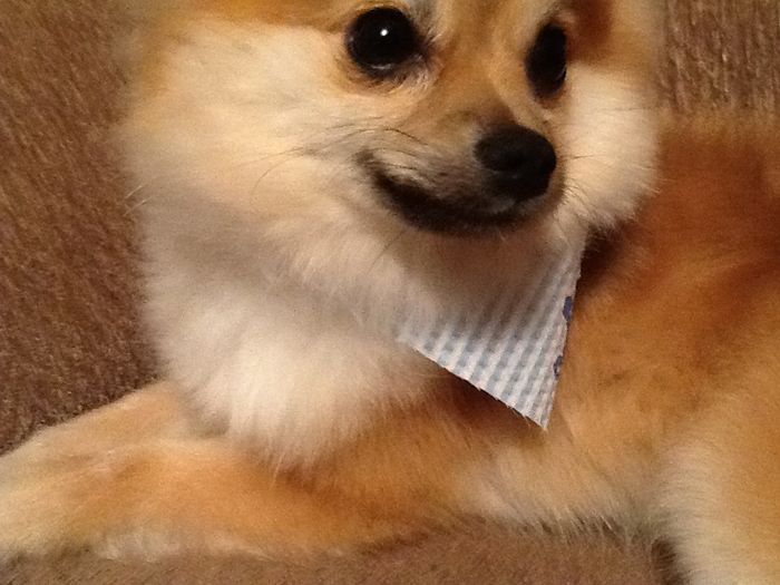 Y ustedes tienen "perrhijos"? Preséntalo/a! :D - 1