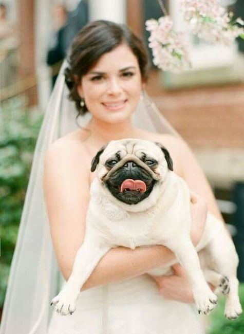  Mascotas en la boda 🐶🐱🐴🐷 - 4
