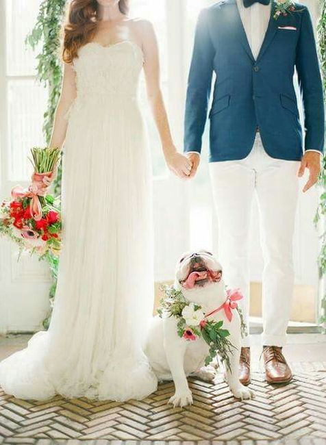 Mascotas en la boda 🐶🐱🐴🐷 - 5