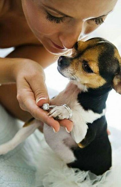 Mascotas en la boda 🐶🐱🐴🐷 - 6