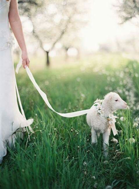  Mascotas en la boda 🐶🐱🐴🐷 - 10