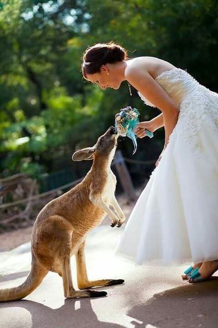  Mascotas en la boda 🐶🐱🐴🐷 - 16