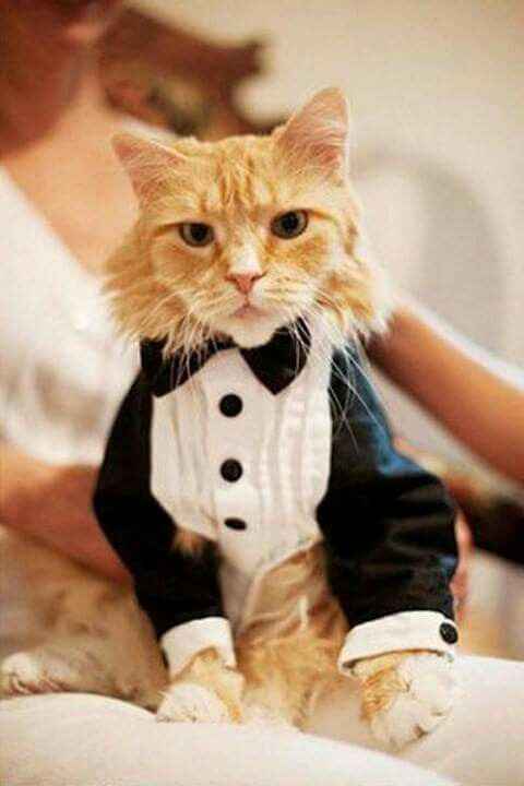  Mascotas en la boda 🐶🐱🐴🐷 - 1