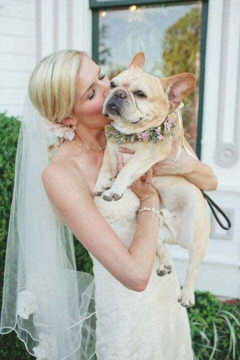  Mascotas en la boda 🐶🐱🐴🐷 - 3