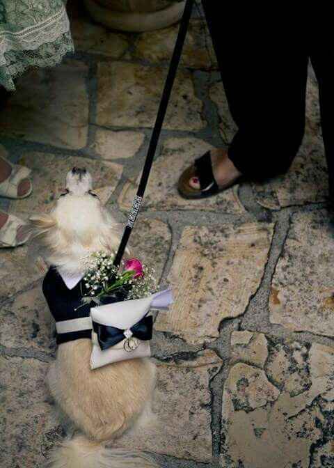  Mascotas en la boda 🐶🐱🐴🐷 - 8