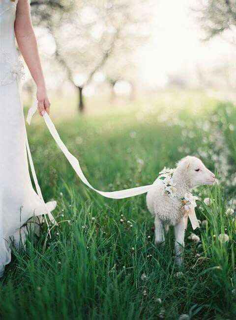  Mascotas en la boda 🐶🐱🐴🐷 - 10