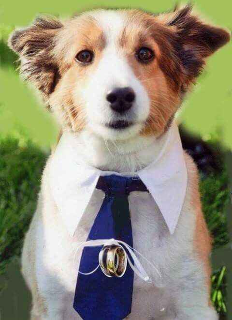  Mascotas en la boda 🐶🐱🐴🐷 - 11