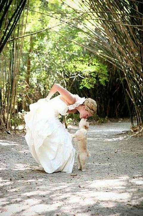  Mascotas en la boda 🐶🐱🐴🐷 - 12