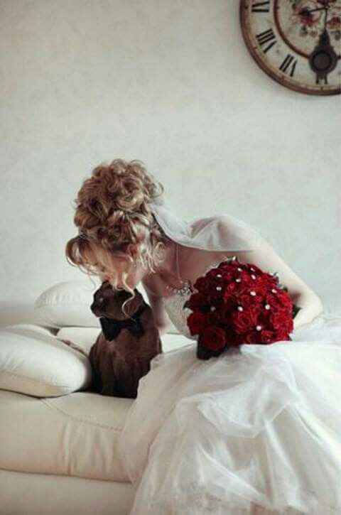  Mascotas en la boda 🐶🐱🐴🐷 - 15