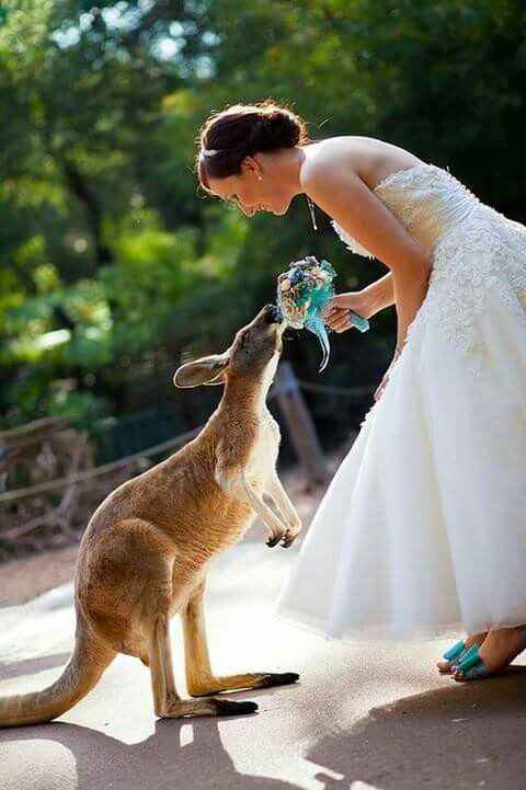 Mascotas en la boda 🐶🐱🐴🐷 - 16