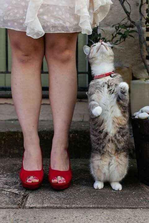  Mascotas en la boda 🐶🐱🐴🐷 - 19