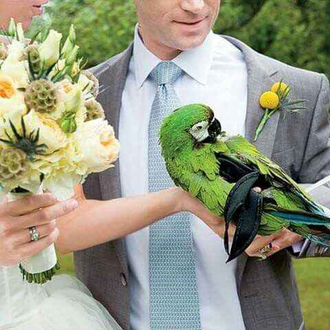  Mascotas en la boda 🐶🐱🐴🐷 - 23