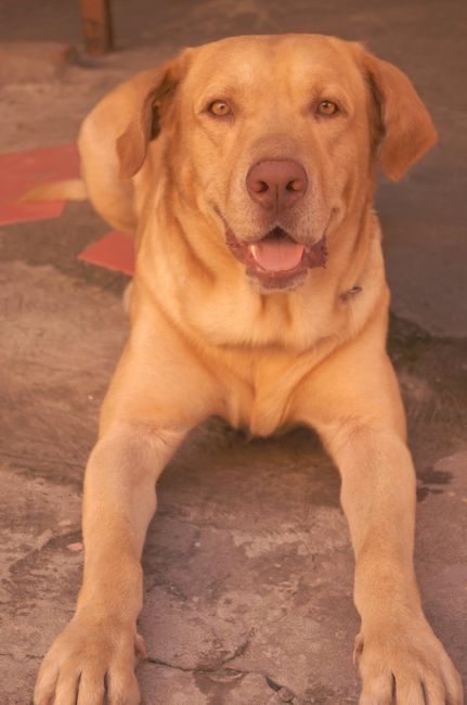 Presenten mascotas.... - 1