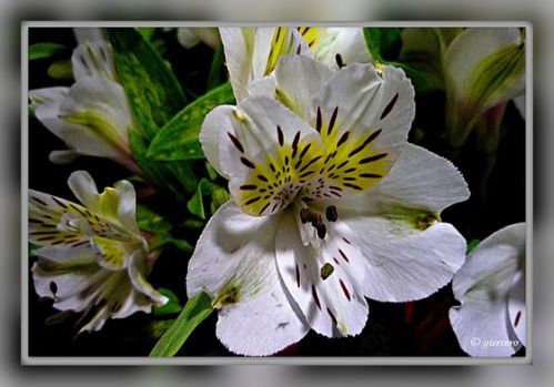 7 tendencias en ramos. - 2