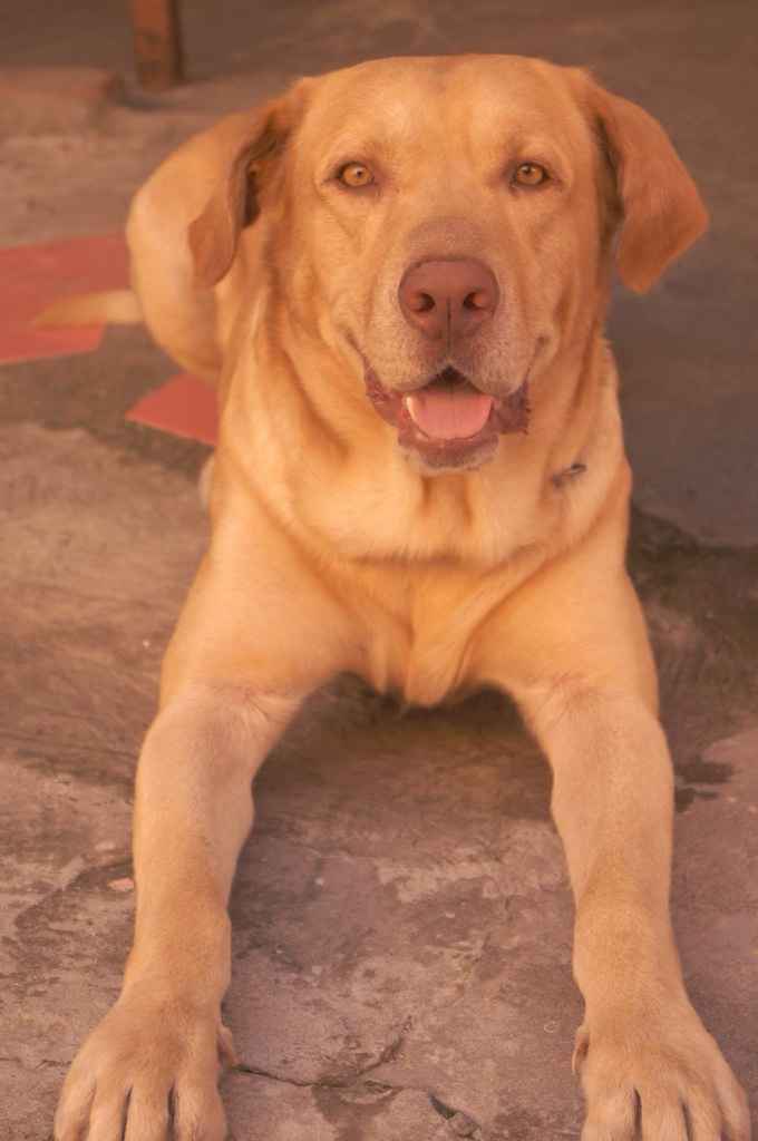 Presenten mascotas.... - 1