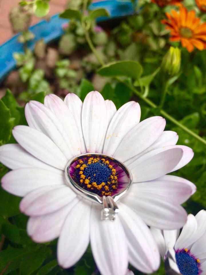 ¡Preséntanos tu anillo! - 1