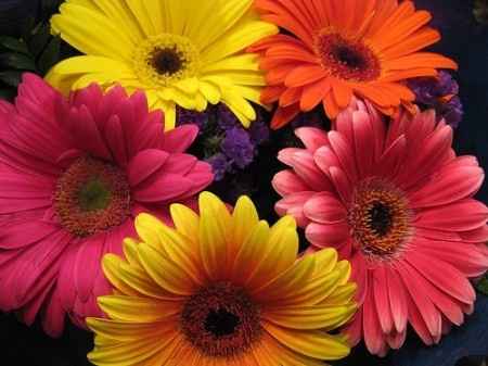 Gerberas