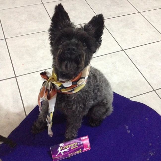 ¿dejarán alguna mascota con sus papás cuando se casen? - 1