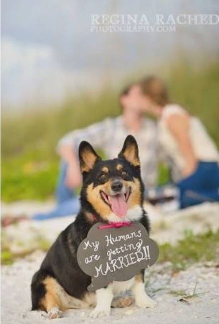 Save the date the dog - 1