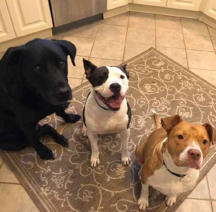 El pastel perfecto no exis... - 4