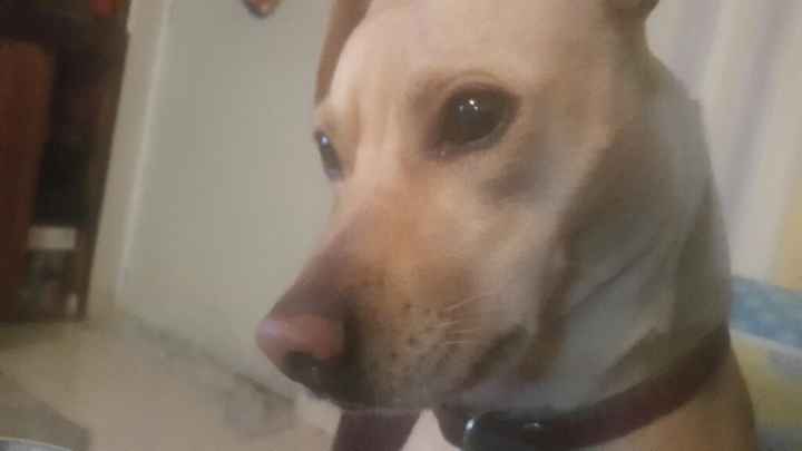 Les presento a.... - 1