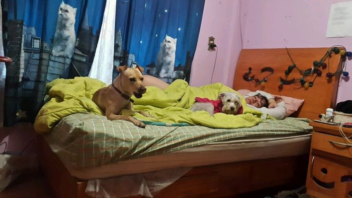Presuman su foto... las mascotas!! - 2