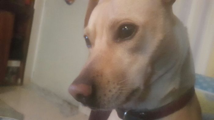 Les presento a.... - 1