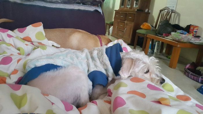 Les presento a.... - 2