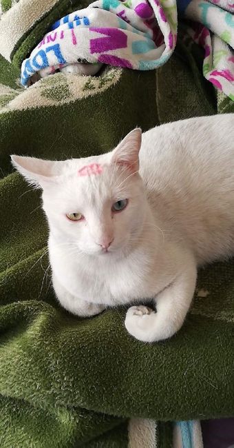 Me presento en 4 fotos - 1