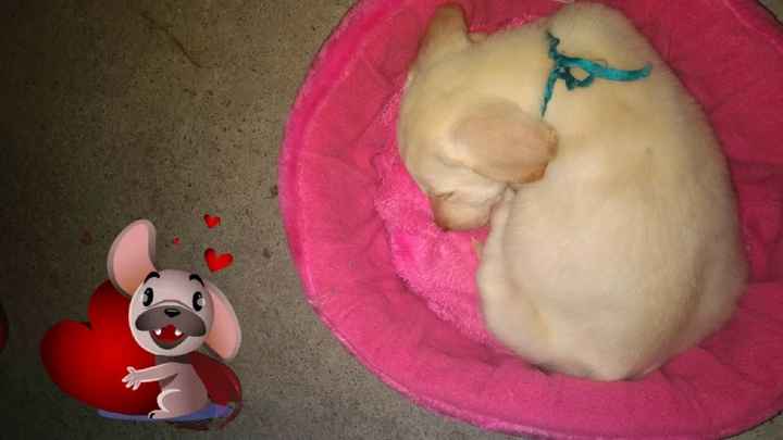 Mascotas en el hogar ¿sí o no? - 1