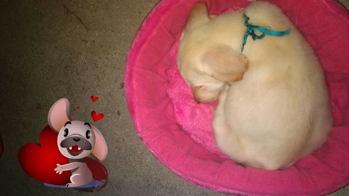 Mascotas en el hogar ¿sí o no? - 1