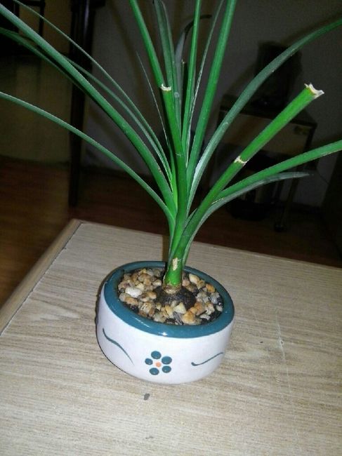 A 10 dias de mi boda - 1