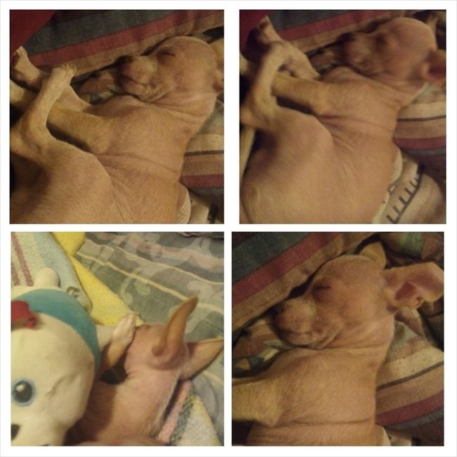 La foto de tu mascota! - 2