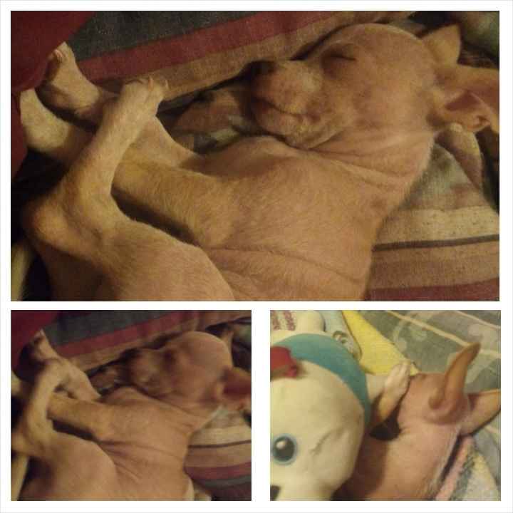 La foto de tu mascota! - 1