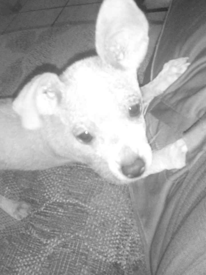 La foto de tu mascota! - 3