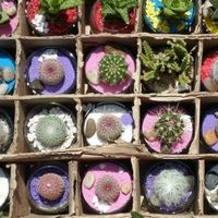 macetitas 
