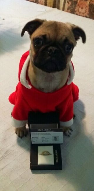 Alguna recomendación para incluir a mi perrito en la sesión previa de fotos/video - 1