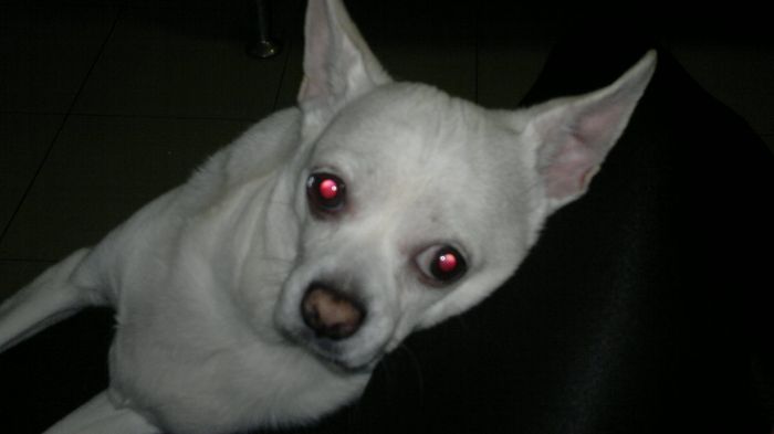 La foto de tu mascota! - 2