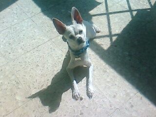 La foto de tu mascota! - 3