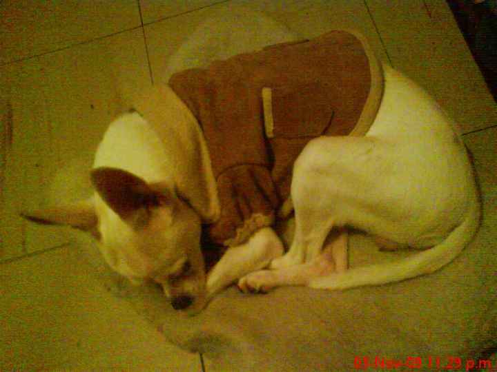 La foto de tu mascota! - 1