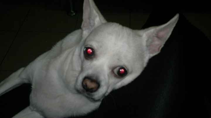 La foto de tu mascota! - 2