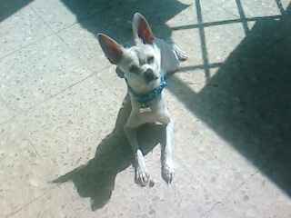 La foto de tu mascota! - 3