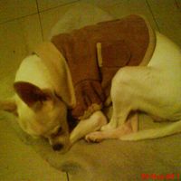 La foto de tu mascota! - 1