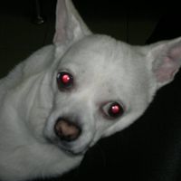 La foto de tu mascota! - 2
