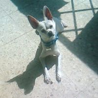 La foto de tu mascota! - 3