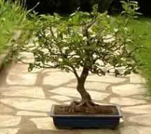 El bonsai