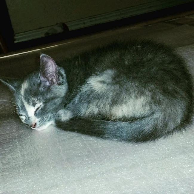 Presenten mascotas.... - 1